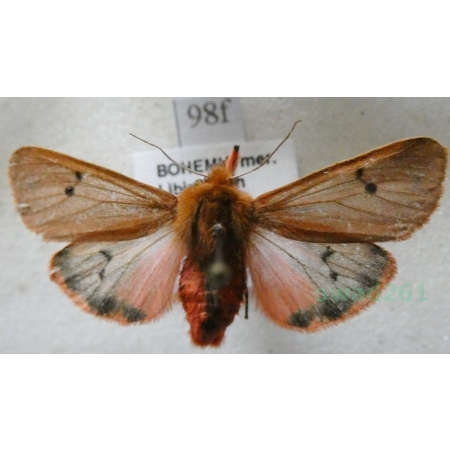 Phragmatobia fuliginosa (Linnaeus, 1758) Sadzanka rumienica Czech98f